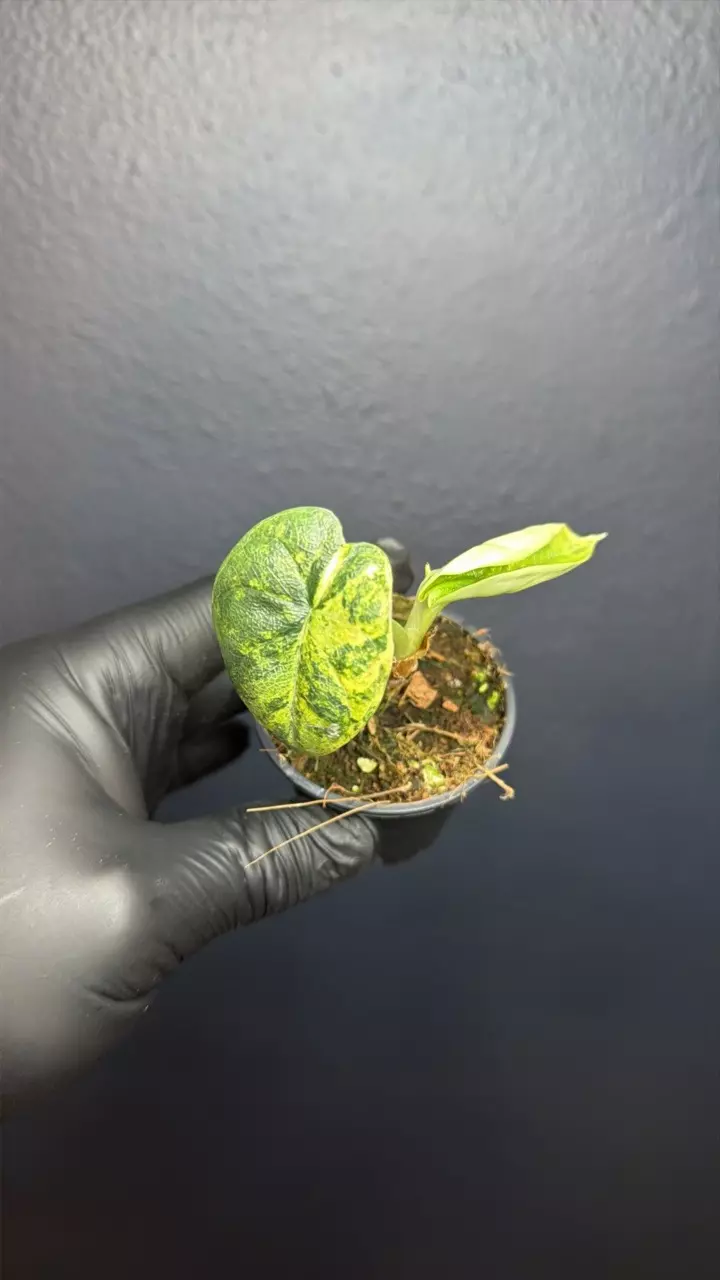 plant/Alocasia Melo Aurea *Exact Specimen A-0