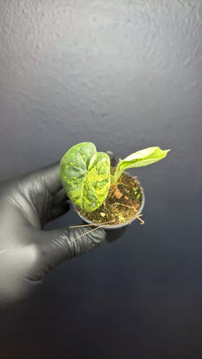 plant/Alocasia Melo Aurea *Exact Specimen A-0-thumbnail