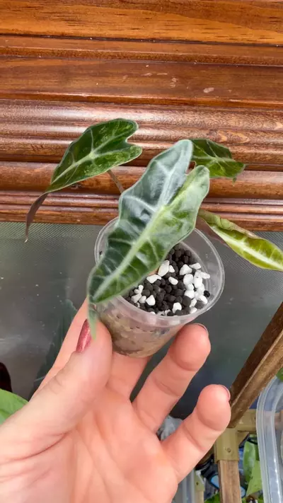plant/Alocasia Polly Aurea Splash ✨-6-thumbnail