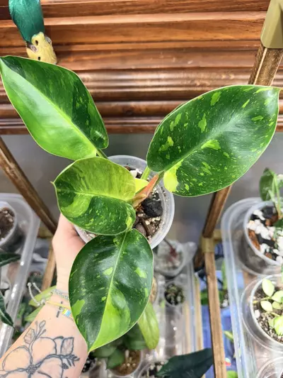 plant/Philodendron Green Congo Nuclear-0-thumbnail