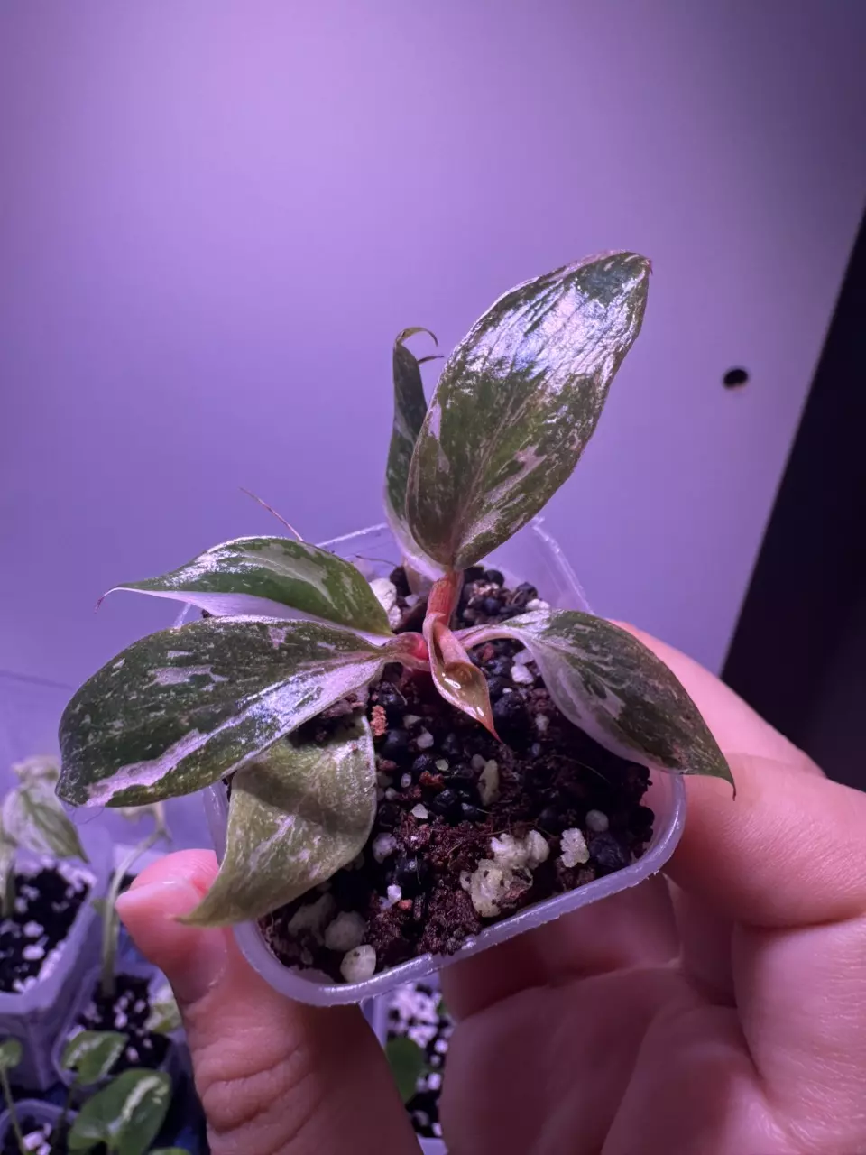 plant/Philodendron Pink Princess “Galaxy” Starter Plant-1