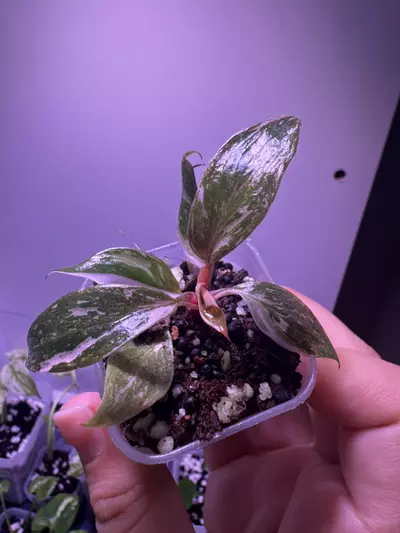 plant/Philodendron Pink Princess “Galaxy” Starter Plant-1-thumbnail