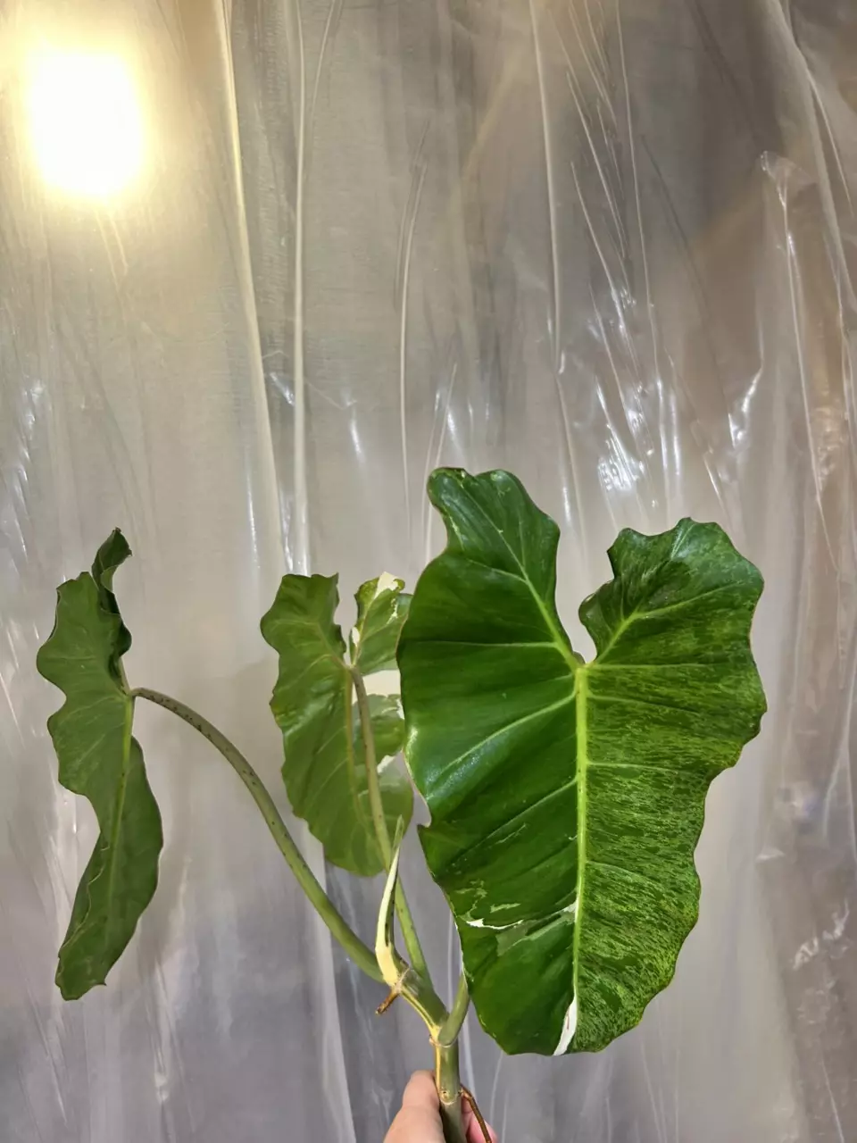 plant/paraiso albo xxl size-1