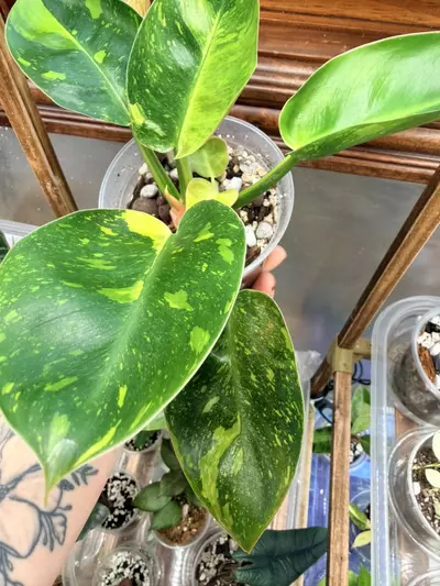 plant/Philodendron Green Congo Nuclear-2-thumbnail