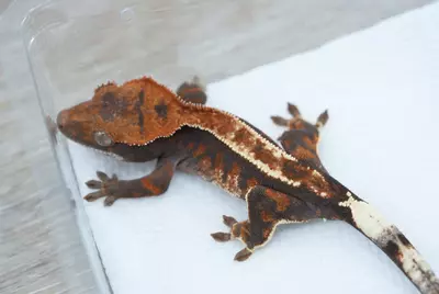 plant/Ps805 unsexed cappucino (tux x Emily tri)-0-thumbnail