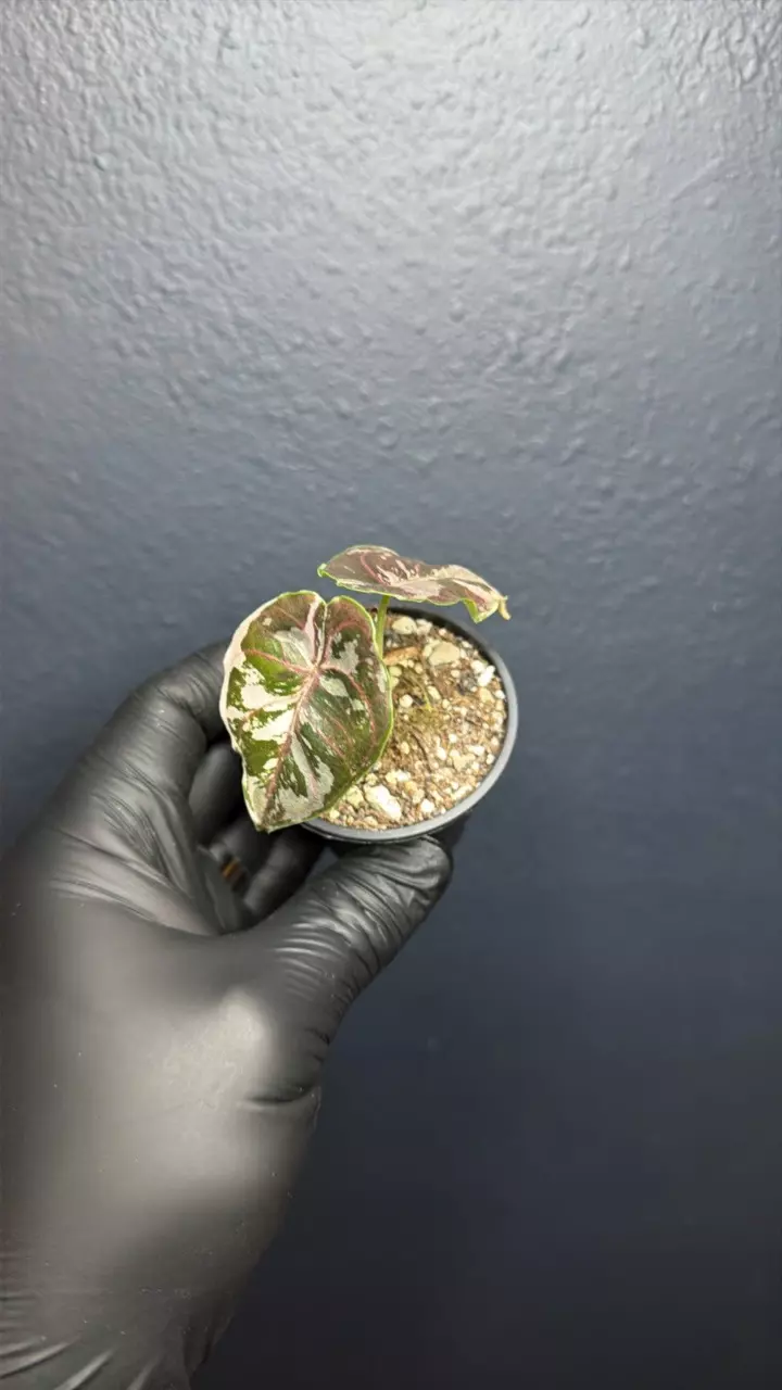 plant/Alocasia Azlanii Pink Variegated *Exact Specimen A-0