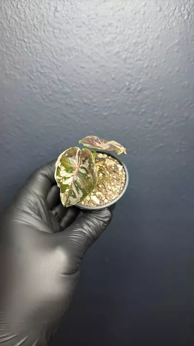 plant/Alocasia Azlanii Pink Variegated *Exact Specimen A-0-thumbnail