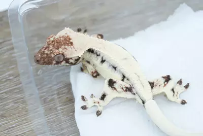 plant/Ps810 Male sable Lilly (Prometheus x tpj )-0-thumbnail