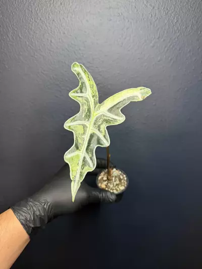 plant/Alocasia Pink Nobilis *Exact Plant B-0-thumbnail