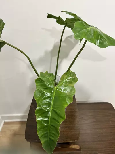 plant/Rare xxl variegated Billie x radiatum (philo cosmic)-3-thumbnail