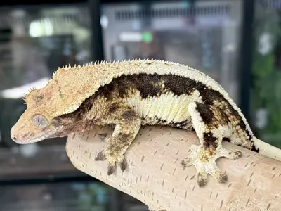 plant/Moonshine-2-thumbnail