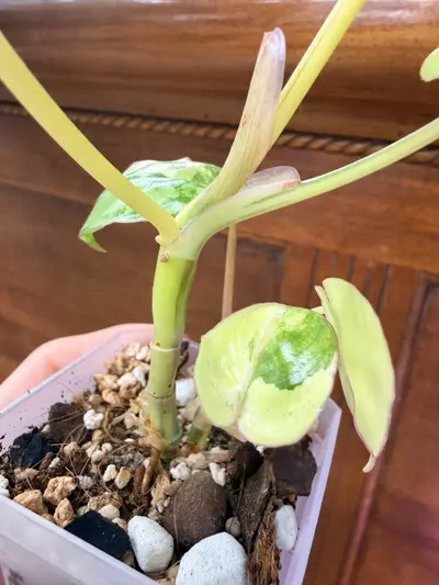 plant/Philodendron Burle Marx-super high var✨-2-thumbnail