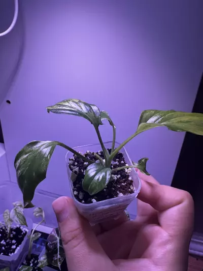 plant/Homalonema Rubescena Aurea Starter Plant-4-thumbnail