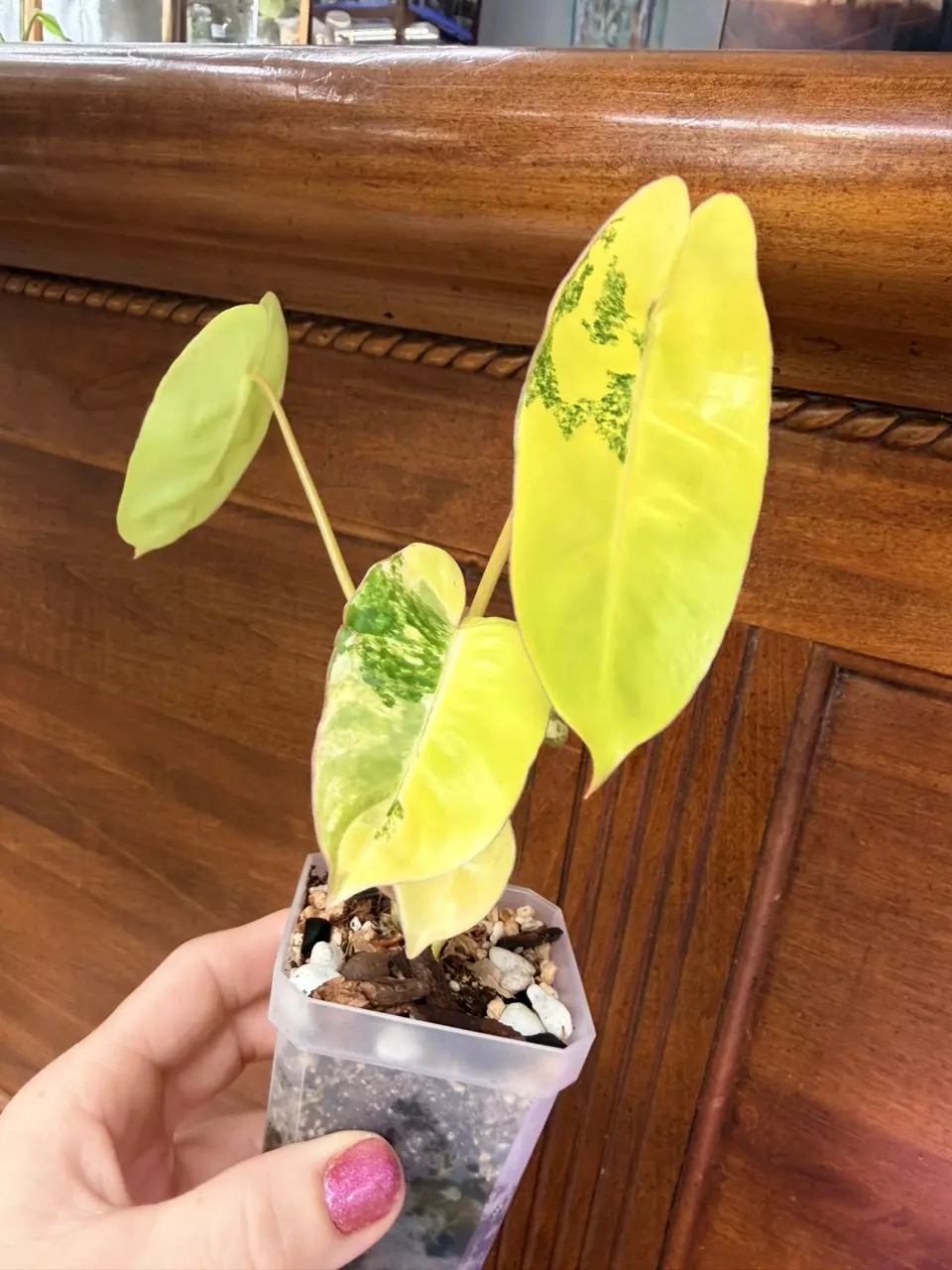 plant/Philodendron Burle Marx-super high var✨-0