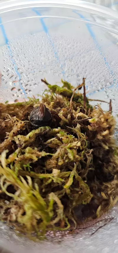 plant/Black velvet pink alocasia corm-0-thumbnail