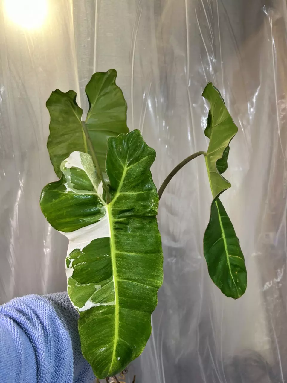 plant/paraiso albo xxl size-0