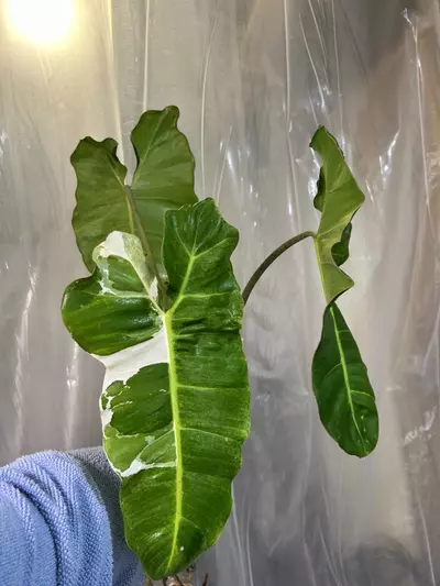 plant/paraiso albo xxl size-0-thumbnail