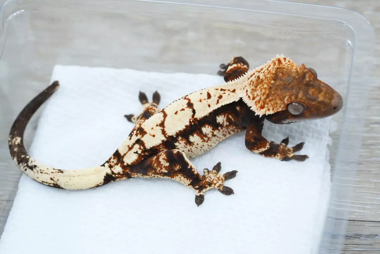 plant/Ps809 male sable (Prometheus x luminary)-1