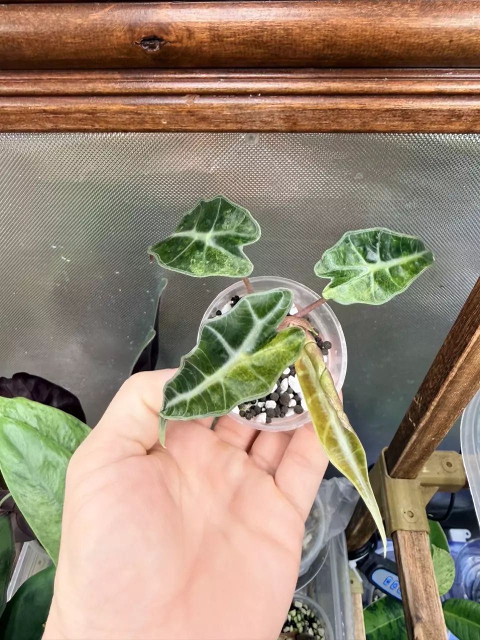 plant/Alocasia Polly Aurea Splash ✨-1