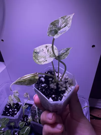 plant/Alocasia Dragon Scale Mint Starter Plant-2-thumbnail