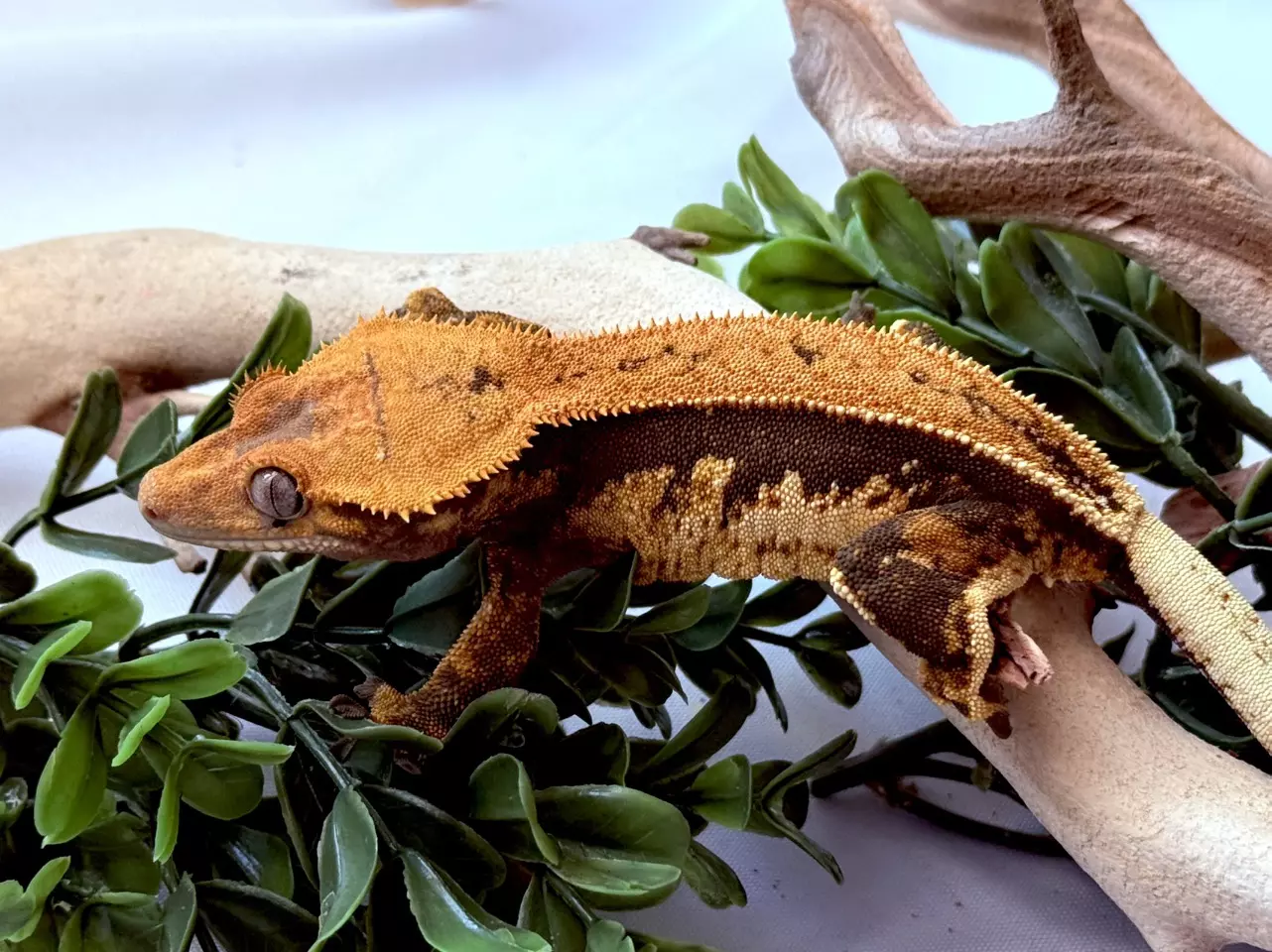 plant/Softscale Tangerine Female-1