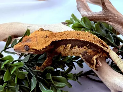 plant/Softscale Tangerine Female-1-thumbnail