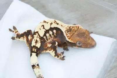 plant/Ps800 Male sable (super sable x Emily tri)-1-thumbnail