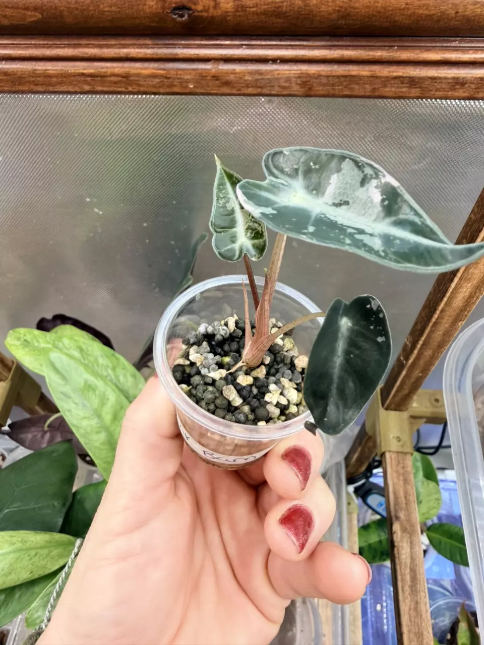 plant/Alocasia Pink Bambino-1