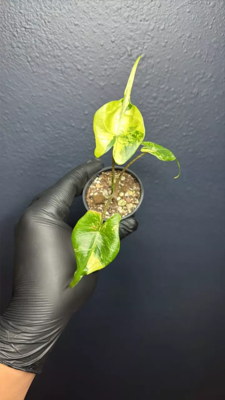 plant/Alocasia Stingray Aurea *Exact Specimen C-0