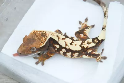 plant/Ps800 Male sable (super sable x Emily tri)-0-thumbnail