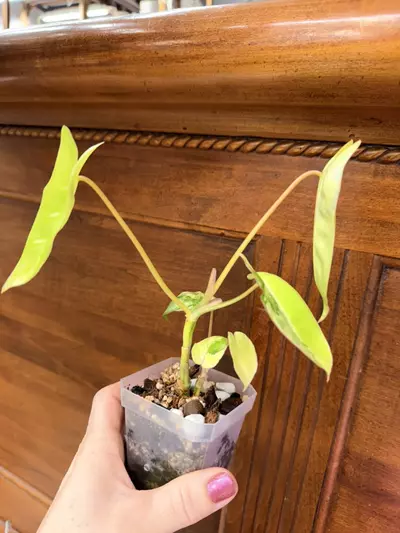 plant/Philodendron Burle Marx-super high var✨-3-thumbnail