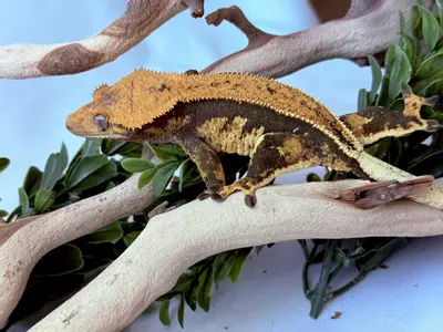 plant/Softscale Tangerine Female-3-thumbnail