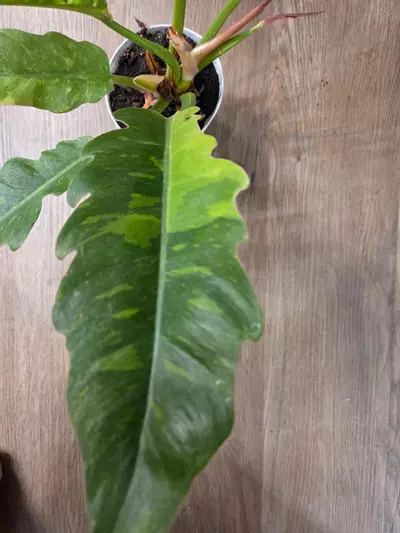 plant/Variegated Ring Of Fire-2-thumbnail