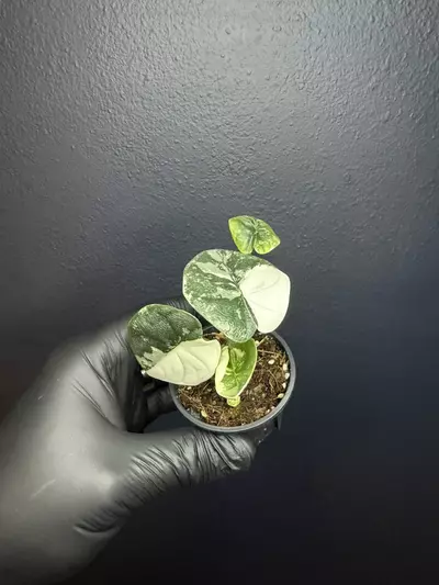 plant/Alocasia Melo Albo *Exact Specimen A-0-thumbnail