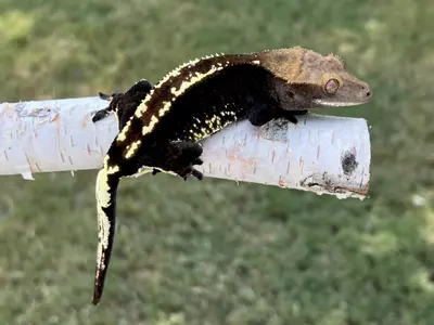 plant/Just Cappin’-0-thumbnail