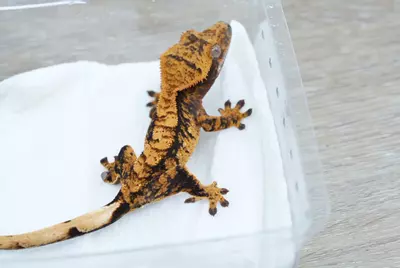 plant/Ps817 male halloween-0-thumbnail