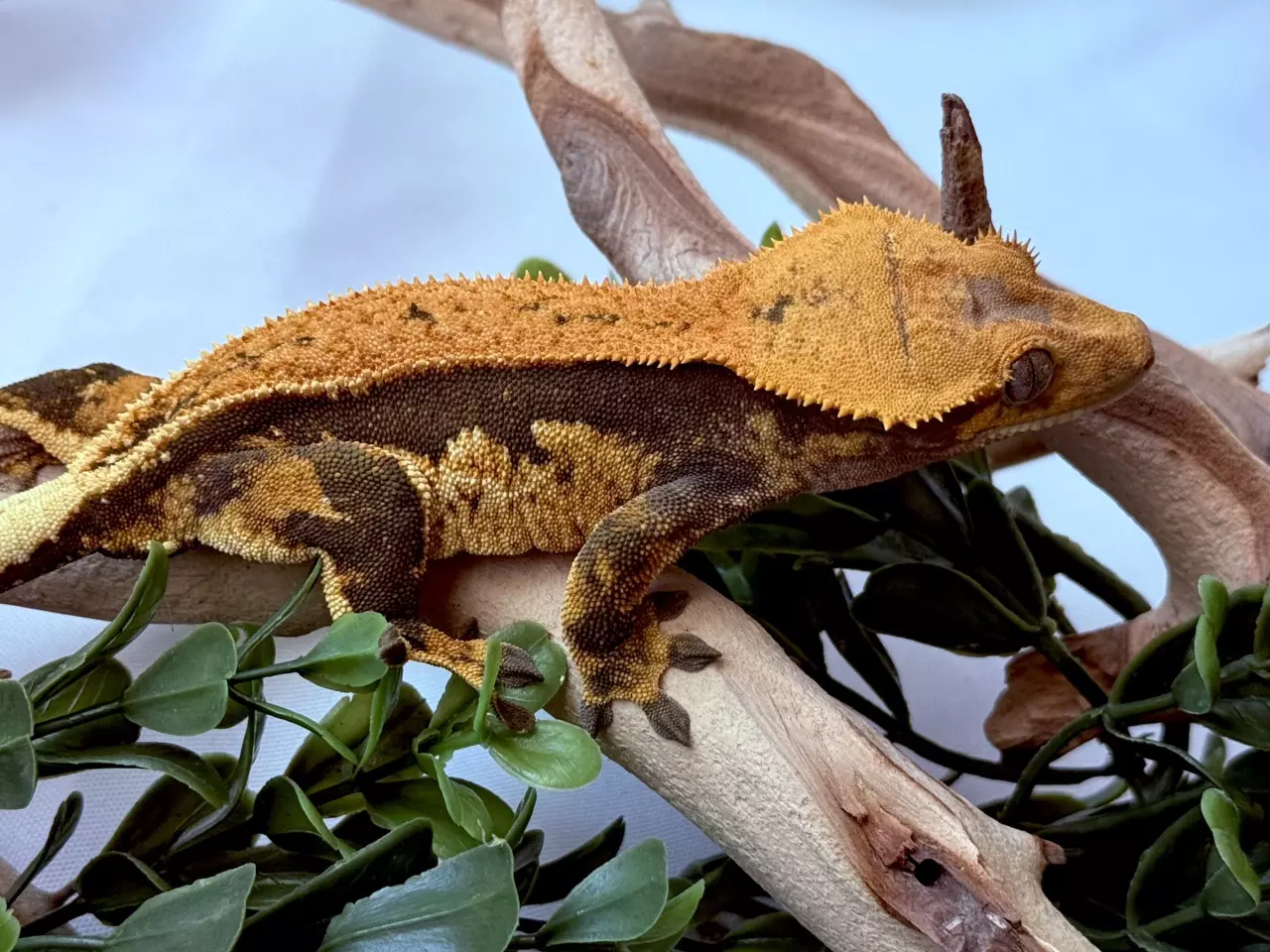 plant/Softscale Tangerine Female-0