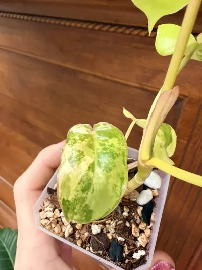 plant/Philodendron Burle Marx-super high var✨-1-thumbnail