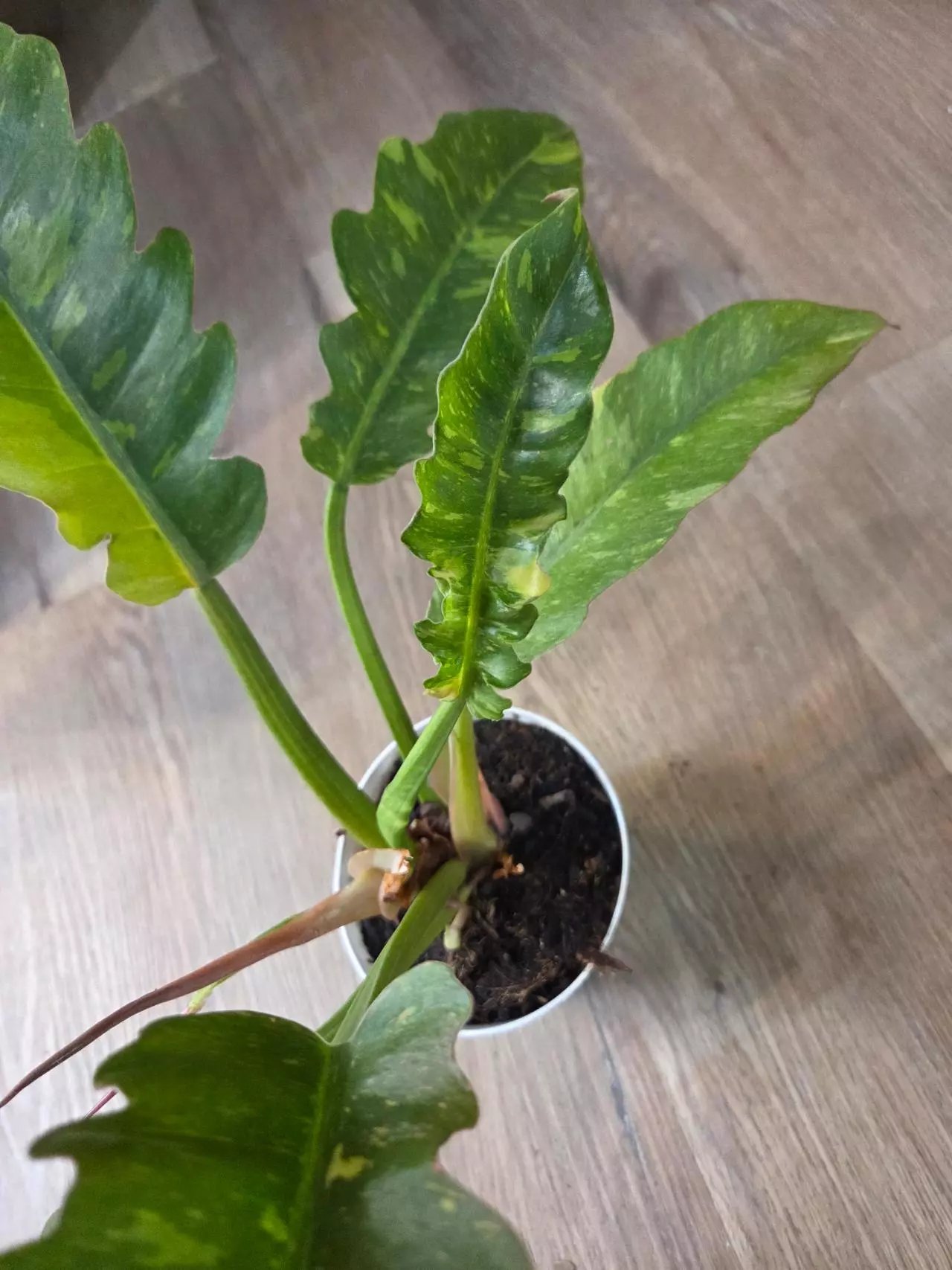 plant/Variegated Ring Of Fire-1