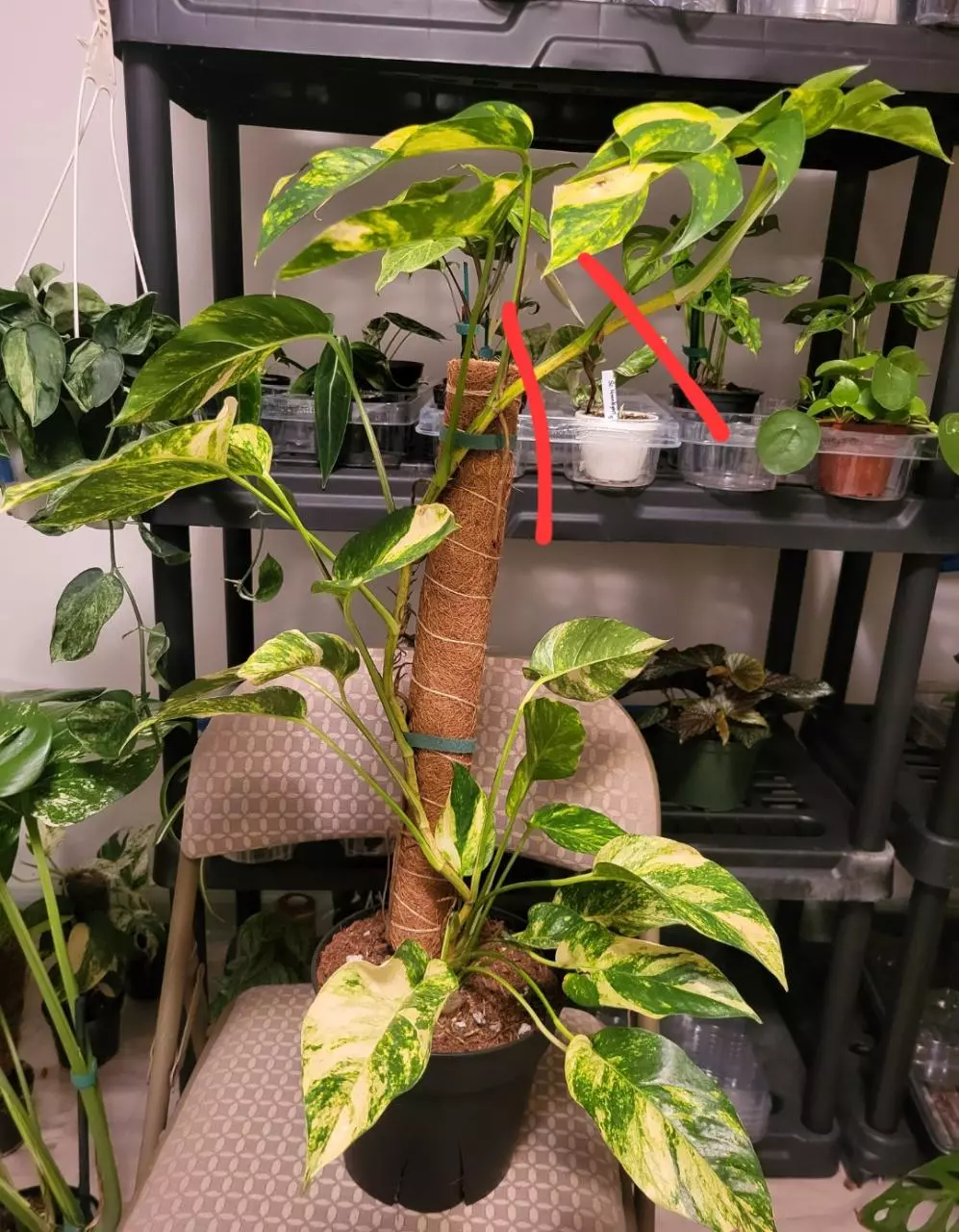 plant/Epipremnum yellow flame ( single cut)-1