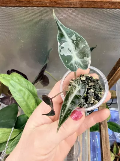 plant/Alocasia Pink Bambino-0-thumbnail