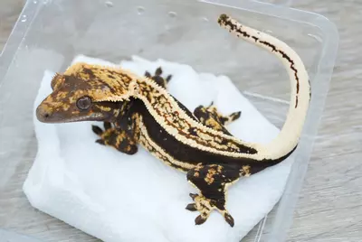 plant/Ps818 (treehouse line) empty back female-0-thumbnail