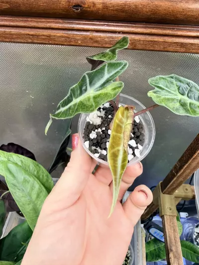 plant/Alocasia Polly Aurea Splash ✨-2-thumbnail
