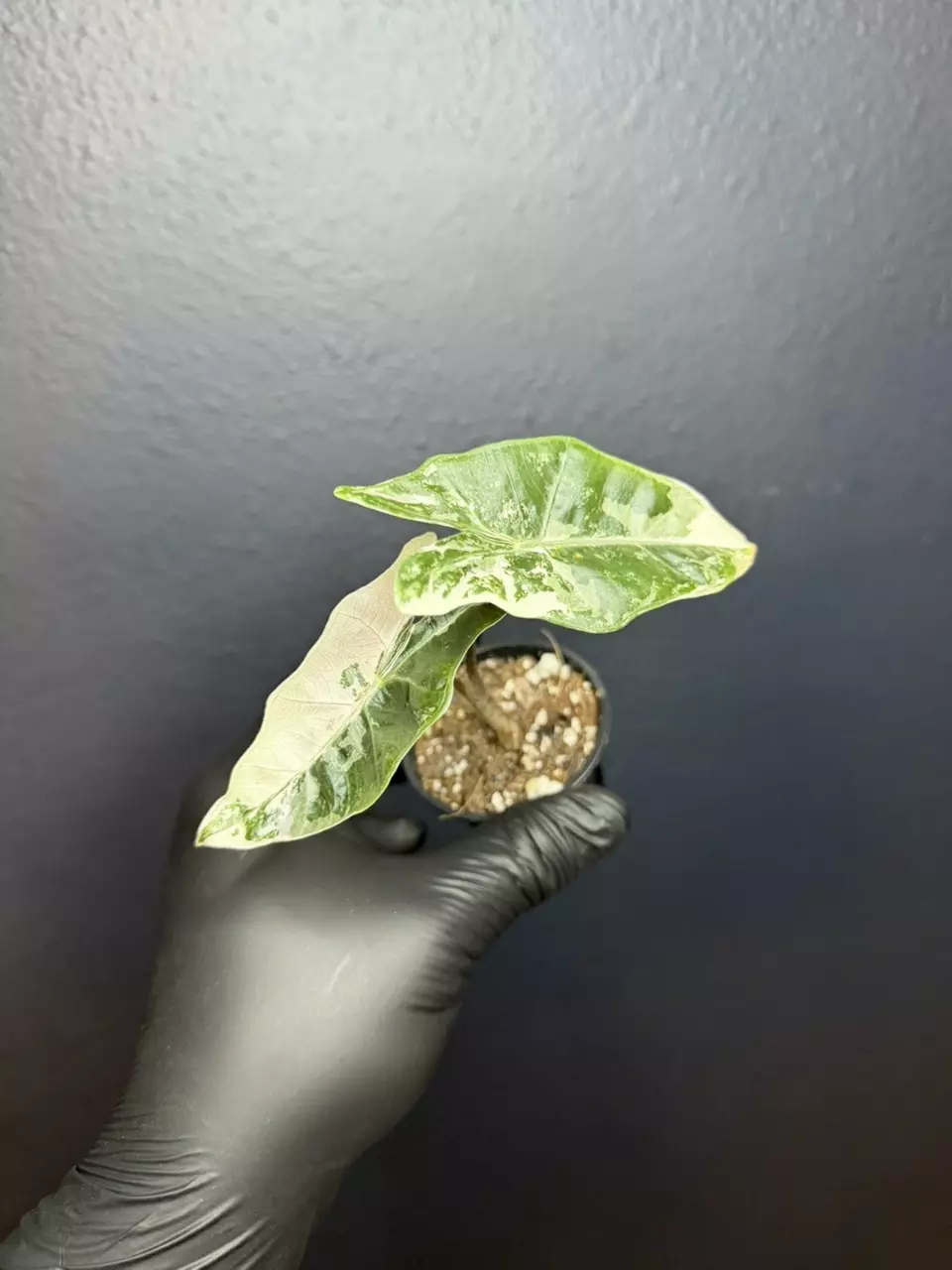 plant/Alocasia Pink Pseudosanderiana *Exact Specimen A-0