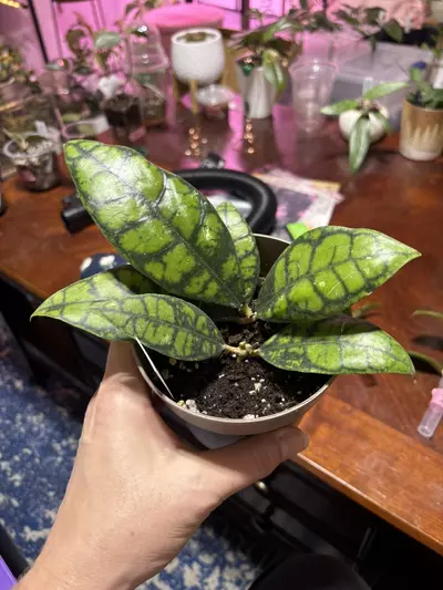 plant/#317 Hoya Black Cat. 6 leaves. 4” pot-0-thumbnail