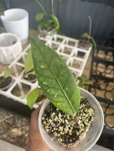 plant/hoya Gunang genting-0-thumbnail