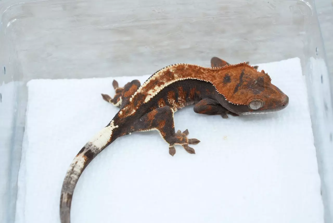 plant/Ps805 unsexed cappucino (tux x Emily tri)-1