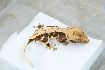 plant/Ps814 50% het axanthic LW male-1-thumbnail