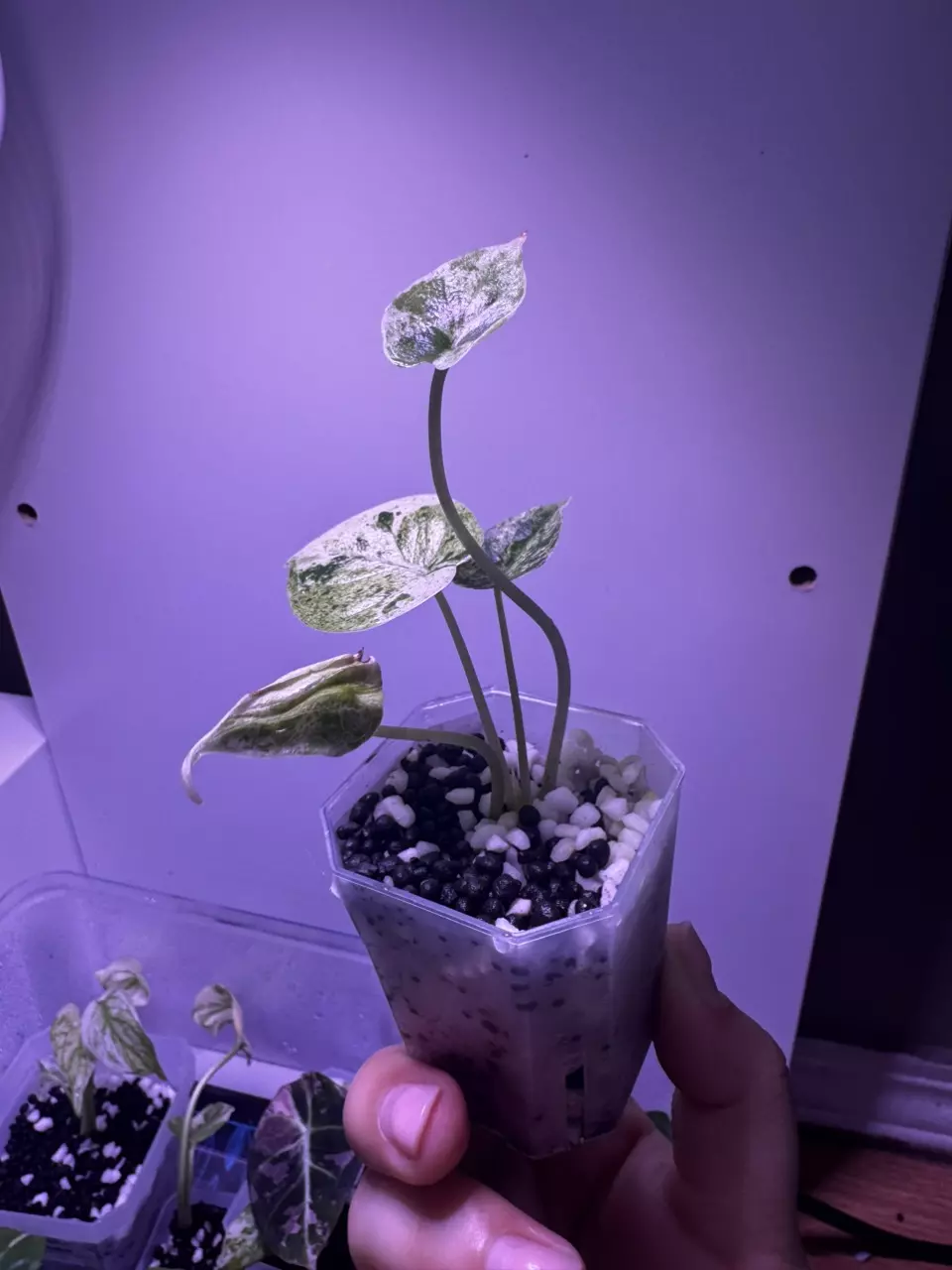 plant/Alocasia Dragon Scale Mint Starter Plant-3