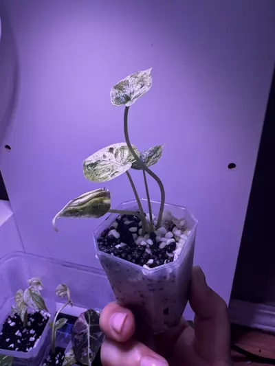 plant/Alocasia Dragon Scale Mint Starter Plant-3-thumbnail